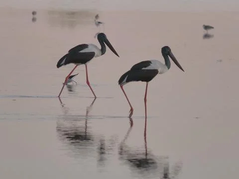 Jabiru Reflections Stock Photos