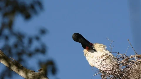 Jabiru Stork preening Stock Footage 86209275
