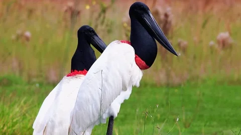 Jabiru Stork Standing Stock Footage 323143065