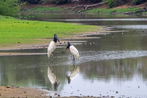 Jabiru storks reflected in the river Stock Photos