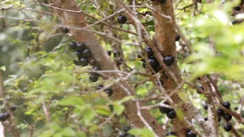 Jaboticaba berries Stock Footage 113206786