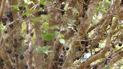 Jaboticaba berries Stock Footage 113207139