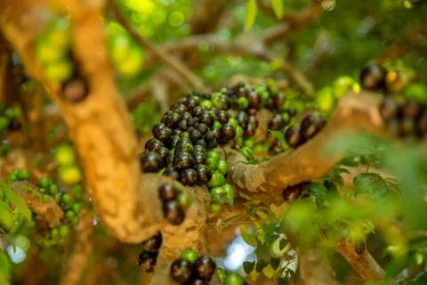 Jaboticaba Stock Photos