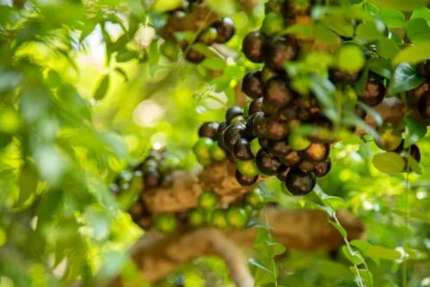 Jaboticaba Stock Photos