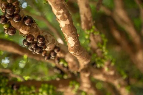 Jaboticaba Stock Photos
