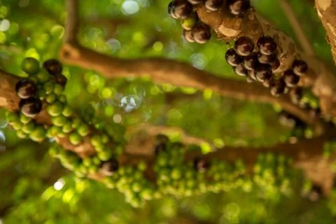 Jaboticaba Stock Photos