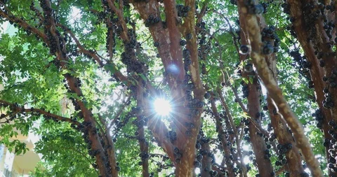 Jaboticaba tree covered with fruits 库存影片 98589302