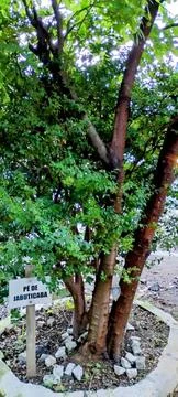 The Jaboticaba Tree of the School Stock Photos