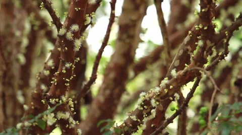 Jabuticaba blossom1 库存影片 49753803