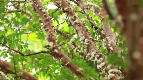 Jabuticaba blossom10 스톡 동영상 49754107