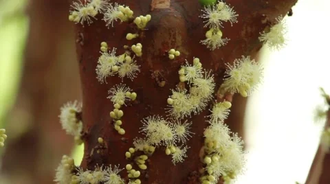 Jabuticaba blossom11 库存影片 49754521