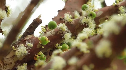 Jabuticaba blossom12 库存影片 49754705