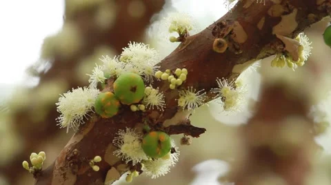 Jabuticaba blossom13 库存影片 49754864