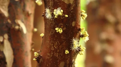 Jabuticaba blossom14 库存影片 49755090