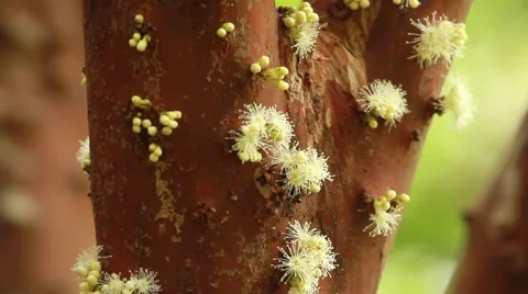 Jabuticaba blossom16 库存影片 49755252