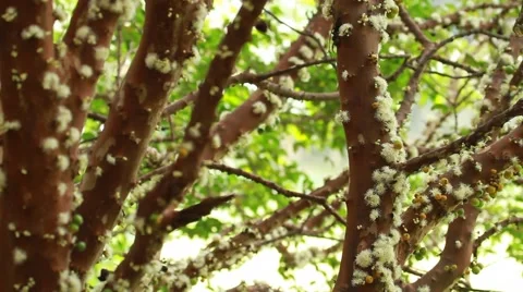 Jabuticaba blossom17 Video stock 49755364