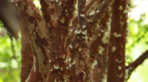 Jabuticaba blossom2 库存影片 49755451