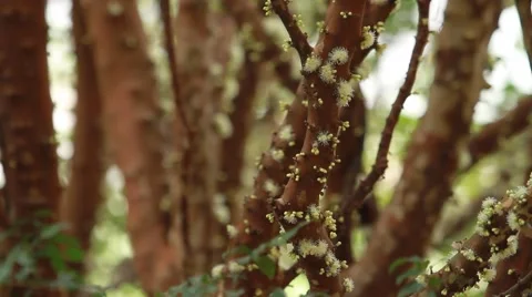Jabuticaba blossom3 库存影片 49755490
