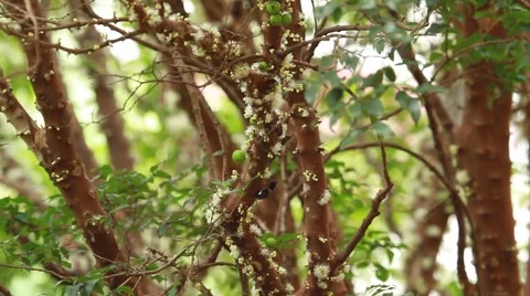 Jabuticaba blossom4 库存影片 49755569