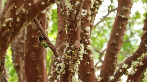 Jabuticaba blossom6 Video stock 49755777