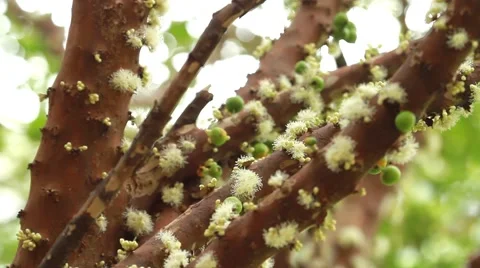 Jabuticaba blossom7 스톡 동영상 49755883
