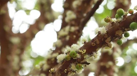 Jabuticaba blossom8 库存影片 49755992