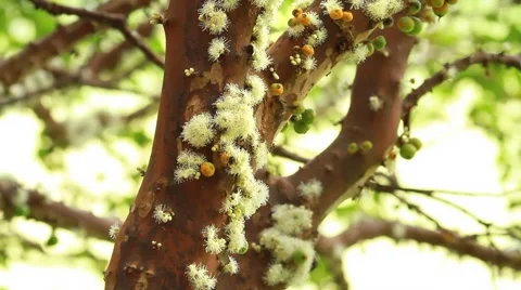 Jabuticaba blossom9 库存影片 49756157