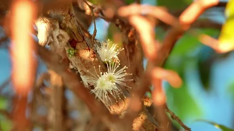 Jabuticaba Flowers Blooming on Tree Trunk Stock Footage 341617159