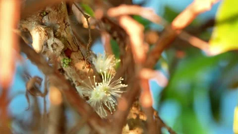 Jabuticaba Flowers Blooming on Tree Trunk Stock Footage 341617178