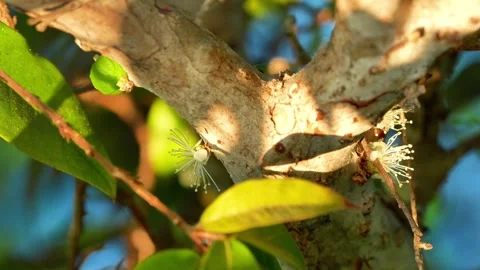 Jabuticaba Flowers Blooming on Tree Trunk Stock Footage 341617217