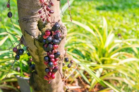 Jabuticaba fruit growing on tree trunk 스톡 사진