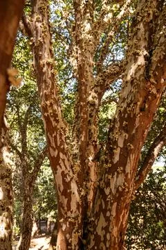 Jabuticaba tree branches Foto stock