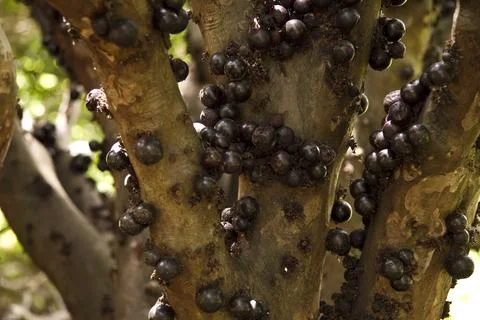 The  Jabuticaba tree Stock Photos