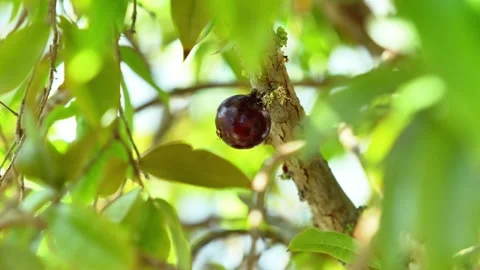 Jabuticaba Tree Trunk Covered in Ripe Purple Fruits, Brazil Stock-Footage 340580080