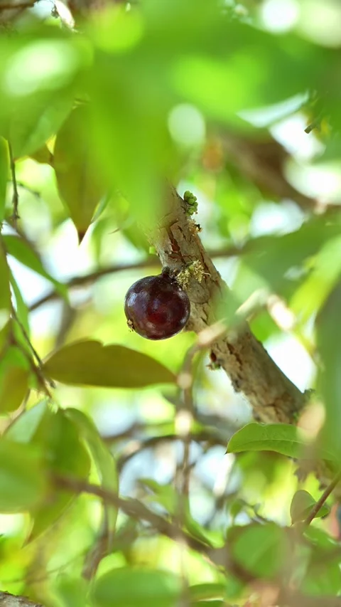 Jabuticaba Tree Trunk Covered in Ripe Purple Fruits, Brazil Видео 340580089