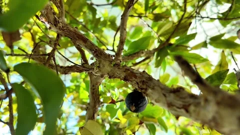 Jabuticaba Tree Trunk Covered in Ripe Purple Fruits, Brazil Stock Footage 340581224