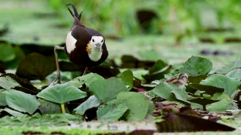 Jacana Father Guiding Chicks While Exploring Lush Wetland Vegetation Vídeos de archivo 345887571