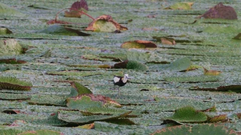 Jacana perched on lotus leaf Stock Footage 347492525
