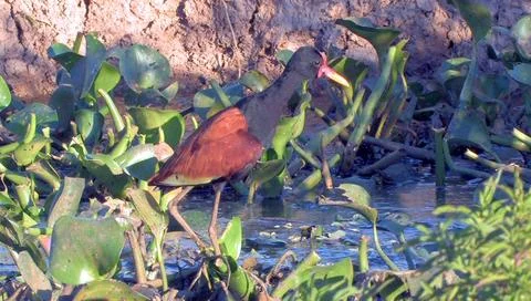 Jacana Stock Photos