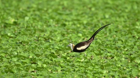 Jacana Posing on Nest Platform Awaiting Female Stock Footage 313636244