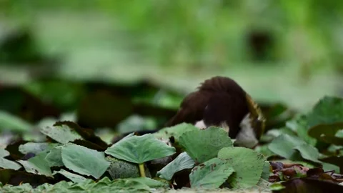 Jacana Preening Feathers While Caring for Chicks Among Lily Pads Vidéo 345687315