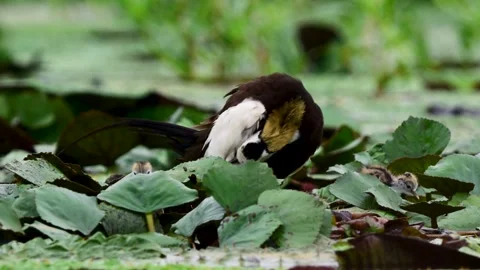 Jacana Releasing Chicks from Beneath Its Protective Wings Vidéo 345687396