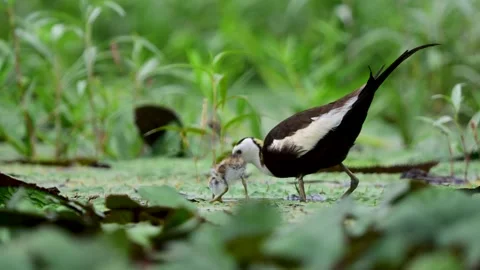 Jacana Walking with Tiny Chick Across Floating Lily Pads Vídeos de archivo 345887591