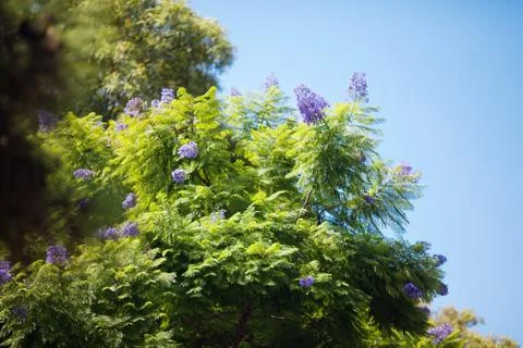 Jacaranda against the blue sky Foto stock