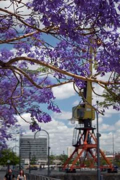 Jacaranda and crane Stock Photos