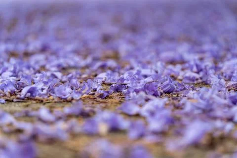Jacaranda bloom in Adelaide Stock Photos