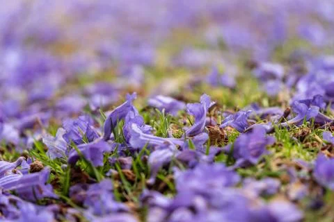 Jacaranda bloom in Adelaide Stock Photos