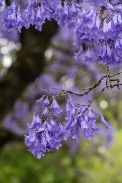Jacaranda bloom in Adelaide Stock Photos