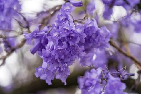 Jacaranda bloom in Adelaide Stock Photos