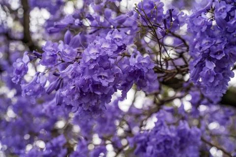Jacaranda bloom in Adelaide Stock Photos